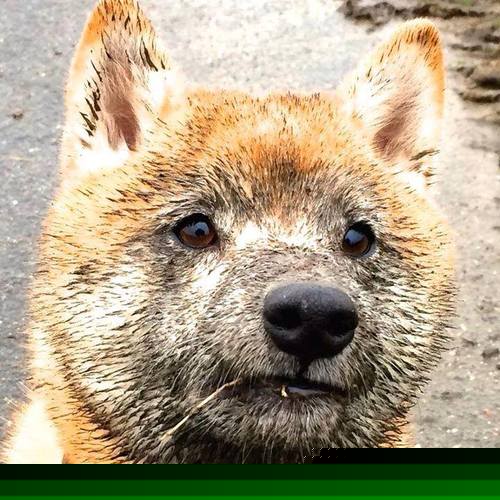 极限三秒!红牛一队战术觉醒,诺里斯绝杀镜像中的自己