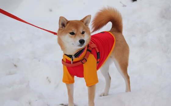 一球击穿两个世界，当张本智和的弧圈遇见C罗的倒钩