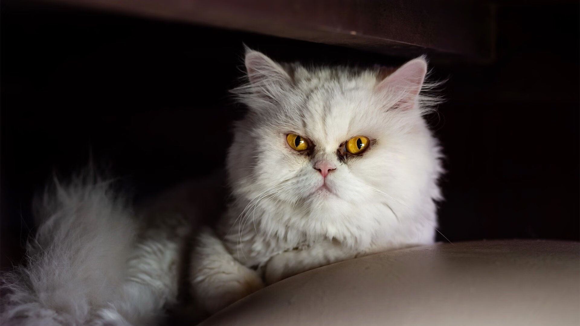 破晓之声，托尼的连击如何刺穿乌拉圭的暮色防线