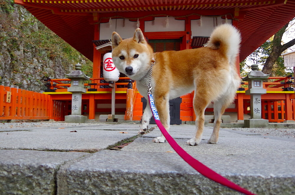 开云体育平台APP-詹姆斯指挥节奏交响乐，热火团队引擎全开，碾压浙江队展现统治力