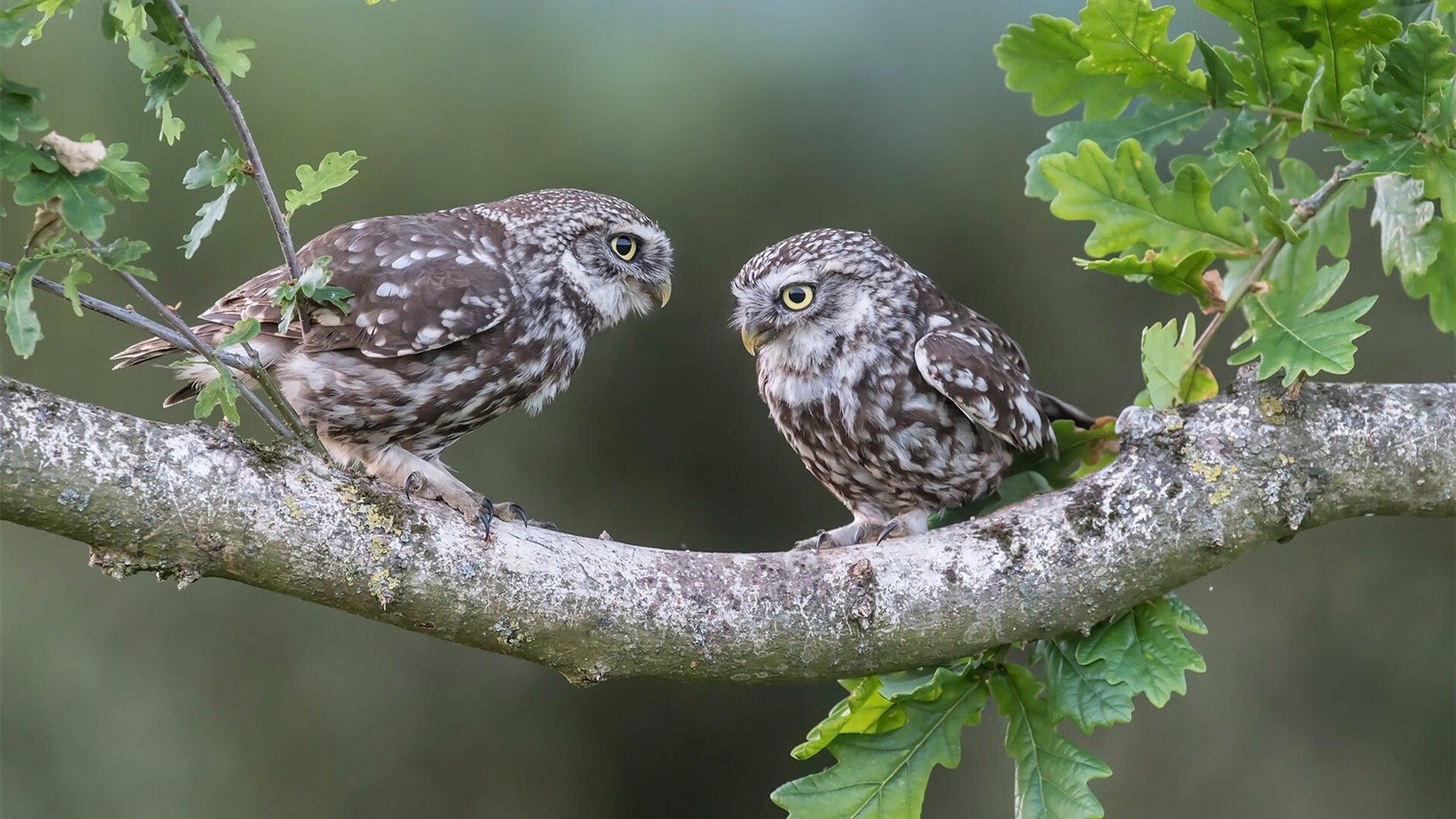 时间熔断0.8秒，杰伦·格林那记让火箭升空、活塞心脏停跳的违反物理定律投篮