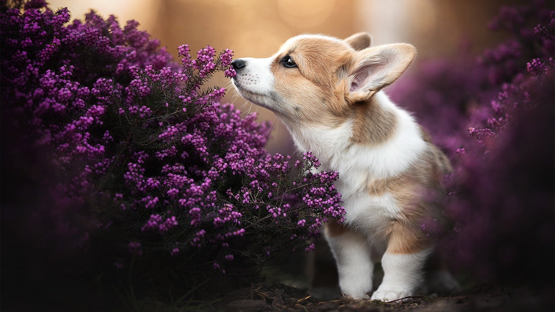 史诗之战，凯尔特人铁幕全面压制奇才，哈利伯顿长弓射日引领奥运关键战接管