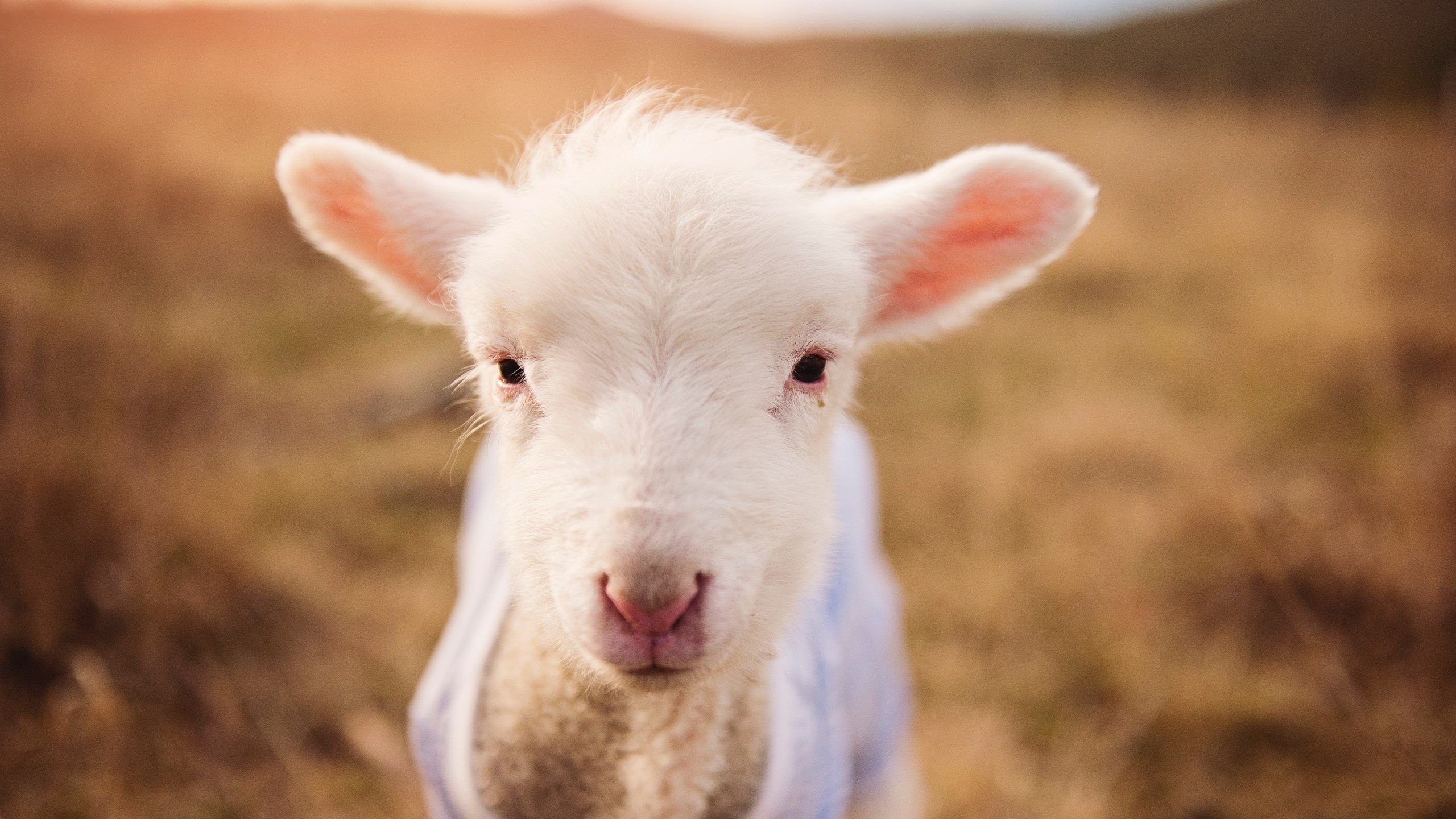 指尖流淌的星河,当欧文的节奏成为太阳赢下广东队的密钥
