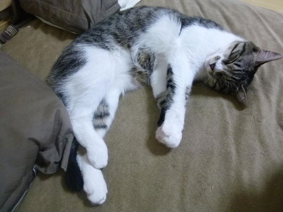 开云体育入口-绿茵与硬木的共鸣，当意甲焦点战遇见骑士屠船