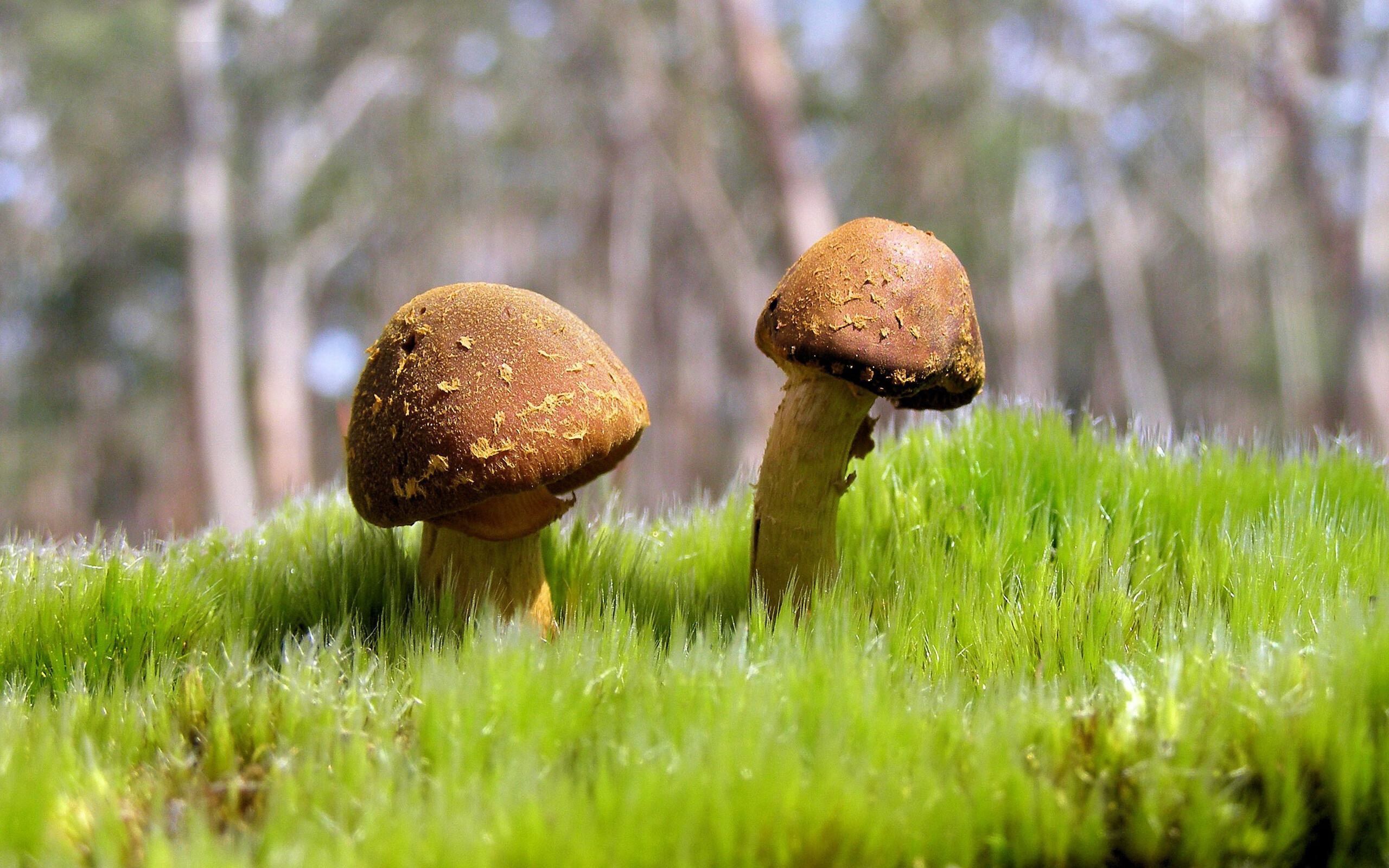 欧冠塔图姆接管比赛 vs NBA爵士争冠战，哪个瞬间更显唯一？