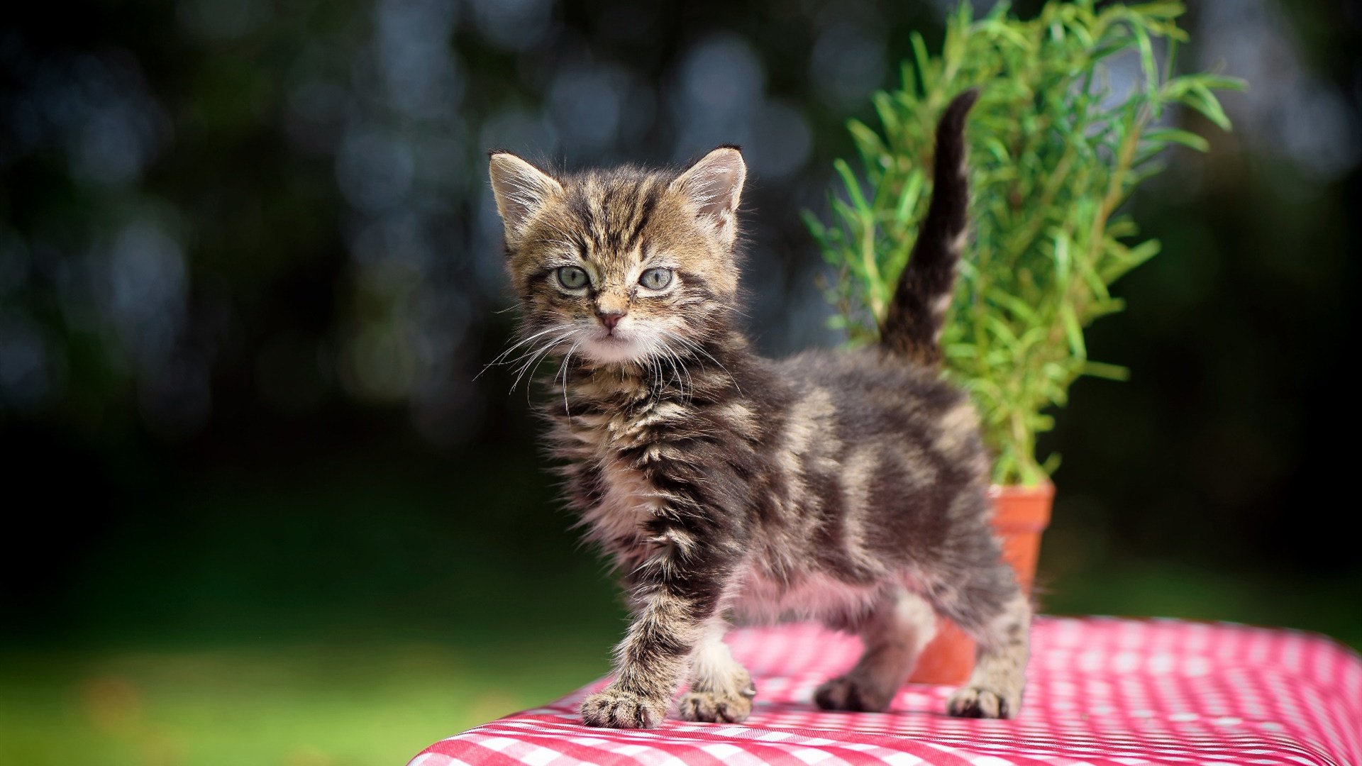 中场之锚与红色风暴，法比尼奥的稳定与西班牙火力的完美融合