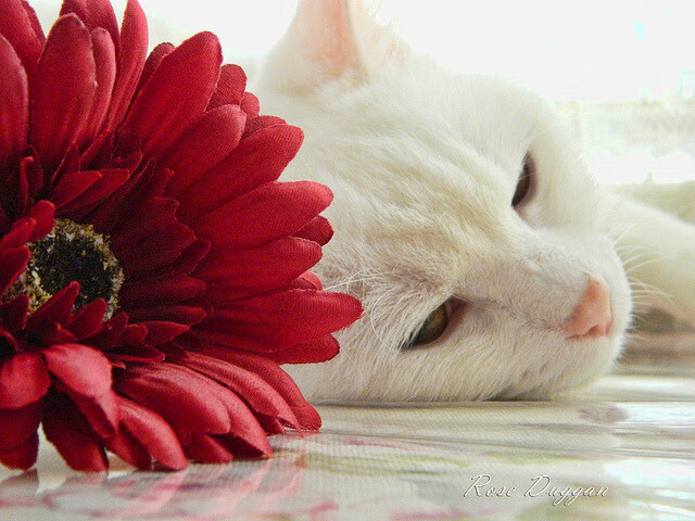 开云体育平台APP-悬念猎手，马克西一箭封喉，马刺铁蹄踏破多伦多坚冰