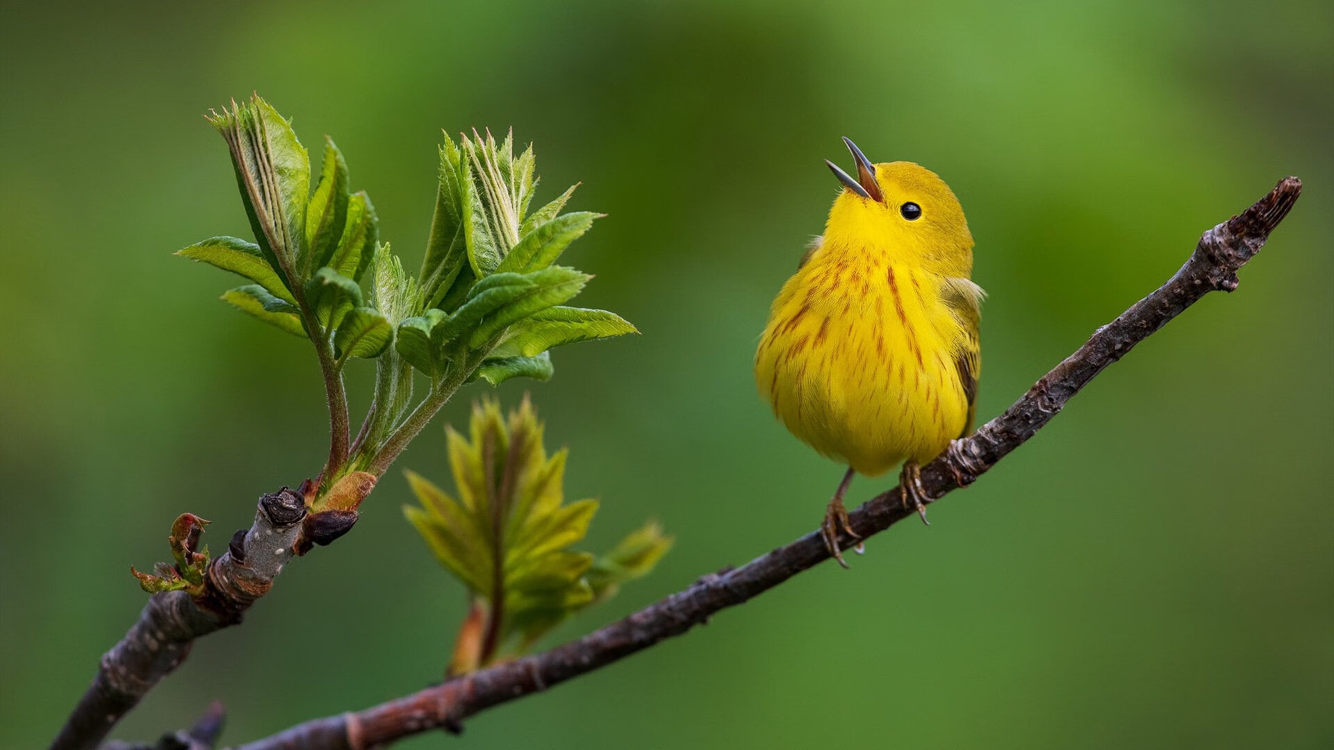 东方铁骑血拼布鲁克林，霍勒迪铁血之心接管赛场